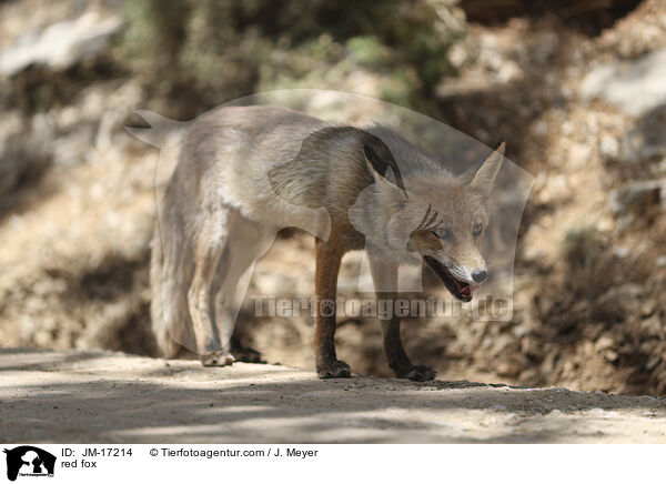 red fox / JM-17214