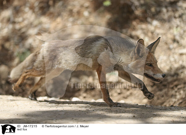 red fox / JM-17215