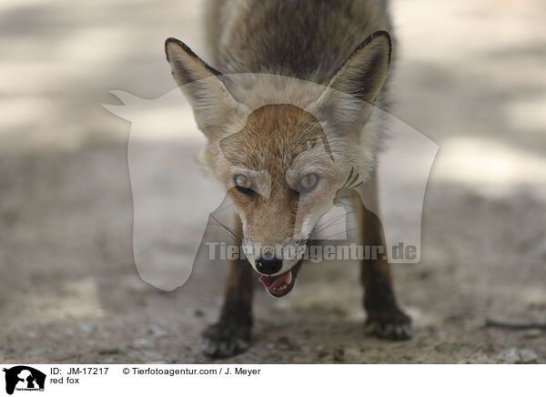 red fox / JM-17217