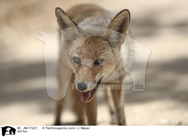 Rotfuchs / red fox / JM-17221