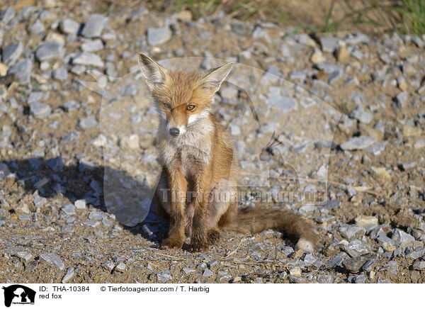 Rotfuchs / red fox / THA-10384
