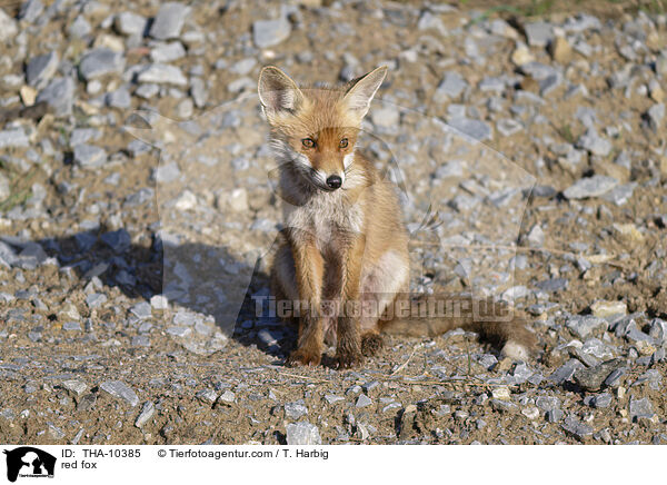 red fox / THA-10385