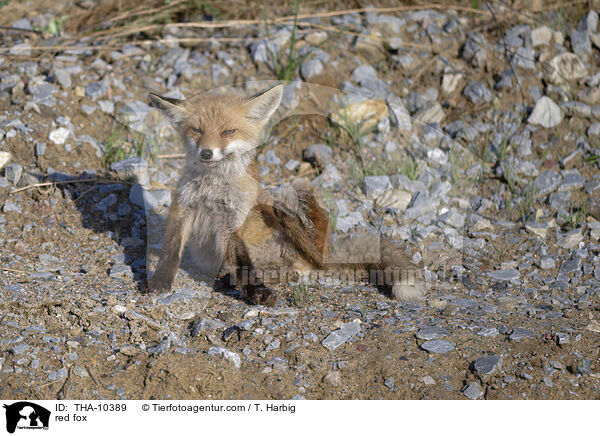 Rotfuchs / red fox / THA-10389