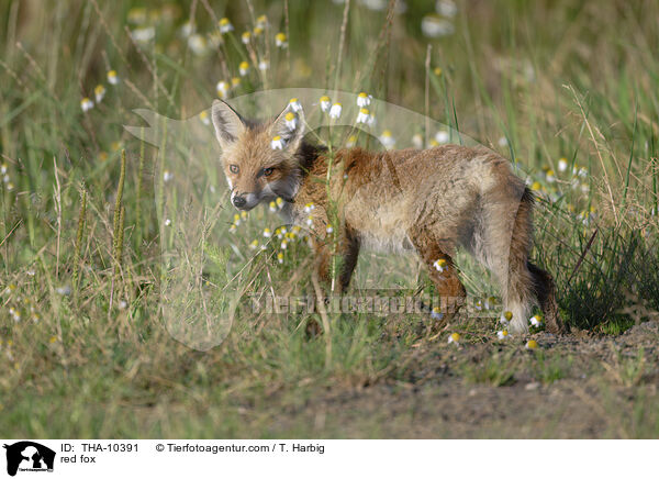 Rotfuchs / red fox / THA-10391