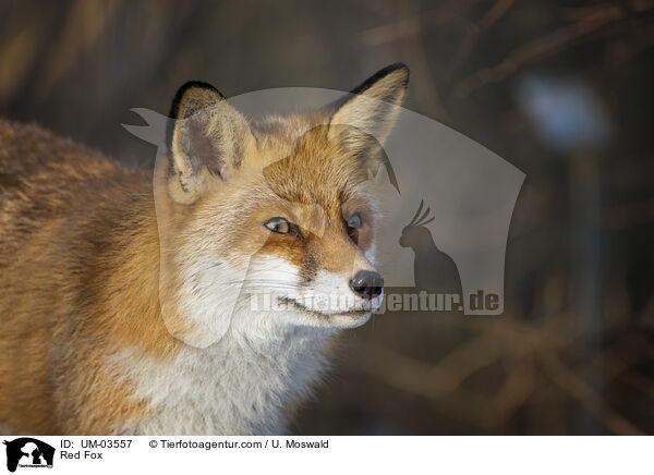 Rotfuchs / Red Fox / UM-03557