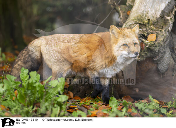 Rotfuchs / red fox / DMS-13810