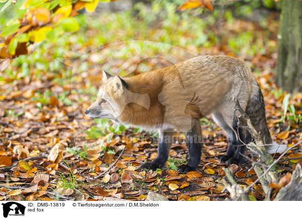 Rotfuchs / red fox / DMS-13819