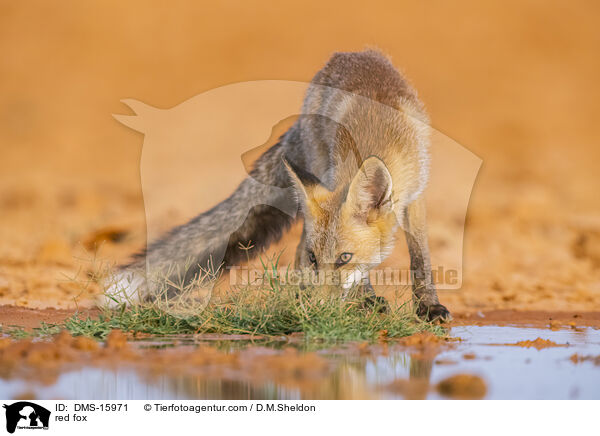 red fox / DMS-15971