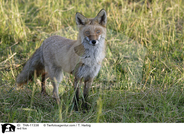 Rotfuchs / red fox / THA-11338