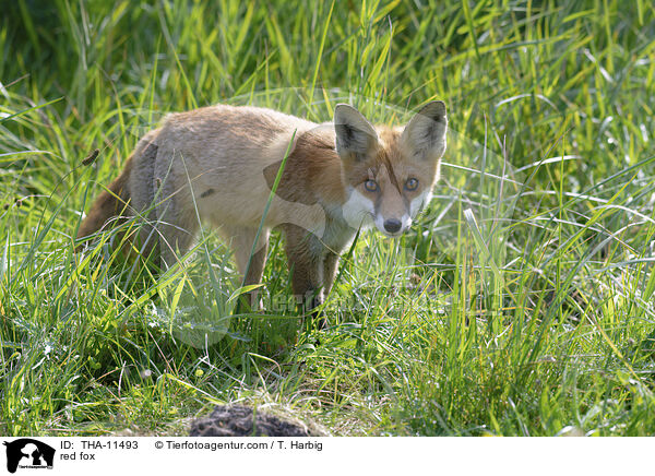 Rotfuchs / red fox / THA-11493