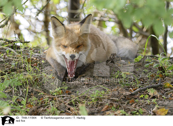 Rotfuchs / red fox / THA-11564
