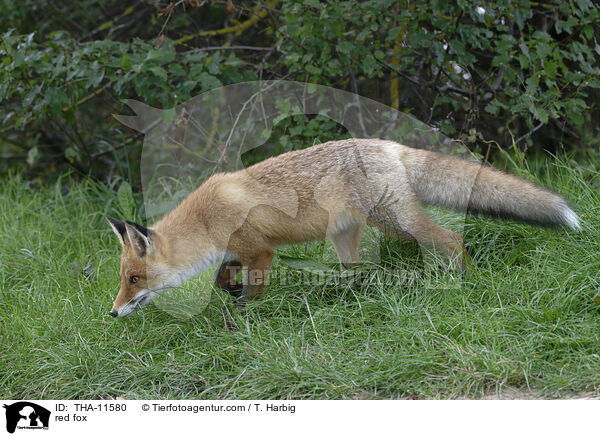 Rotfuchs / red fox / THA-11580