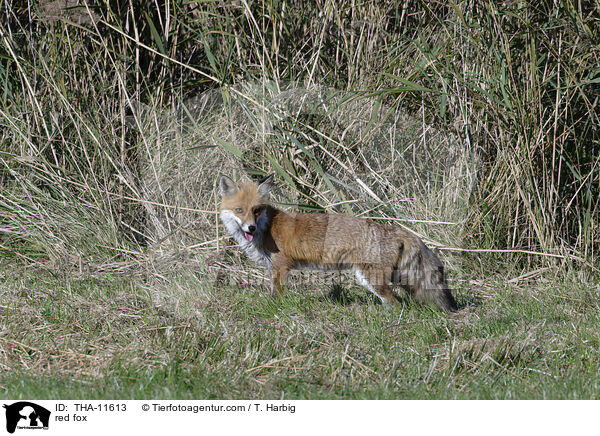 Rotfuchs / red fox / THA-11613