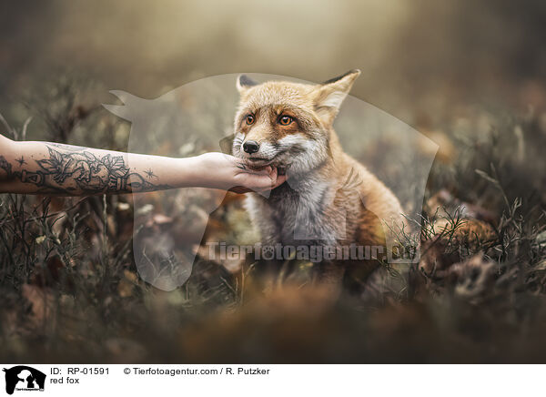 Rotfuchs / red fox / RP-01591
