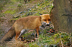 red fox