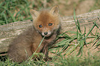 young red fox