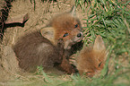 young red fox