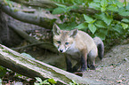 red fox puppy