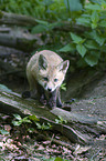 red fox puppy