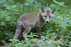 red fox puppy