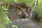 red fox puppys