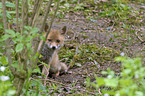 red fox puppy