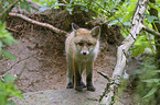 red fox puppy