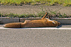 dead fox at the roadside