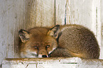 red fox