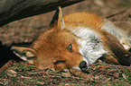 red fox