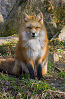 red fox