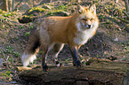 red fox