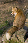 red fox