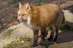 red fox