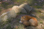 red fox