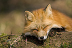 red fox