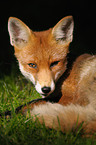 red fox