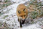 red fox