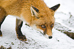 red fox