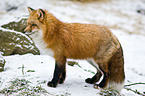 red fox