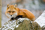 red fox