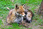 redfox