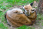 redfox