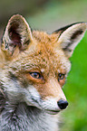 redfox portrait