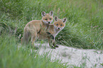 red foxes