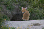 red fox