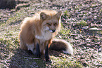 red fox