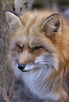 red fox