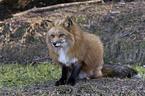 red fox