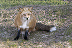 red fox